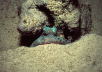 Octopus peeking out from under a concrete block.Night sho... by Derek Zelmer 
